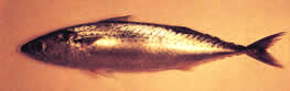 Caballa o "Escomber scombrus"